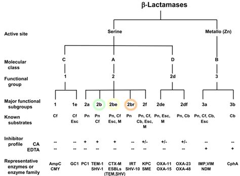 beta lactamases